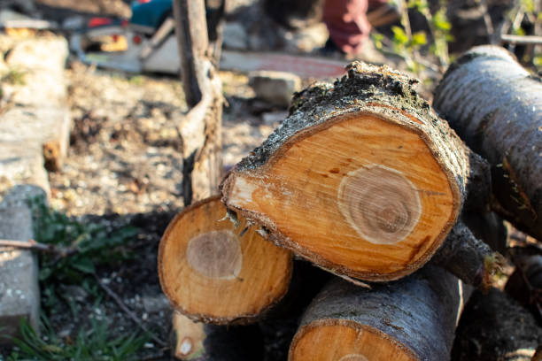 Best Tree Cabling and Bracing  in Stanaford, WV